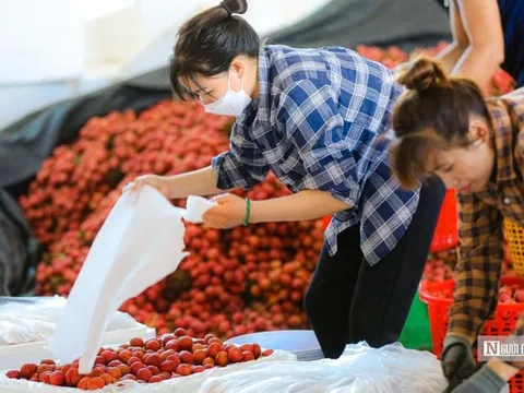 Kiếm tiền triệu mỗi ngày nhờ thu hoạch, đóng gói vải