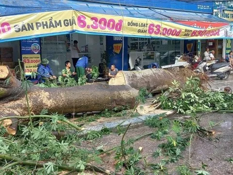 Lý giải nguyên nhân cây đổ, nước ngập tại Tp.Thanh Hóa