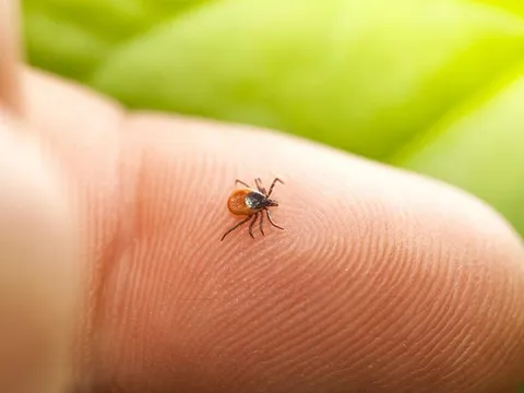 Loài vật bé tí có nhiều ở vùng quê, truyền nhiễm căn bệnh nguy hiểm người Việt ít biết