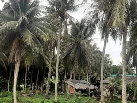 Trái dừa lấy nước ở ĐBSCL có giá cao gấp nhiều lần dừa khô