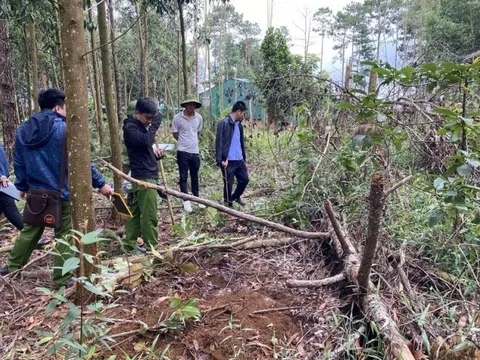 Lâm Đồng: Điều tra làm rõ, xử lý nghiêm những kẻ phá rừng