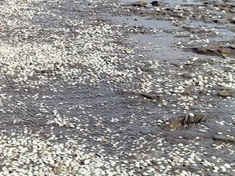 Bạc Liêu: Sớm hỗ trợ cho các xã viên nuôi nghêu khôi phục sản xuất