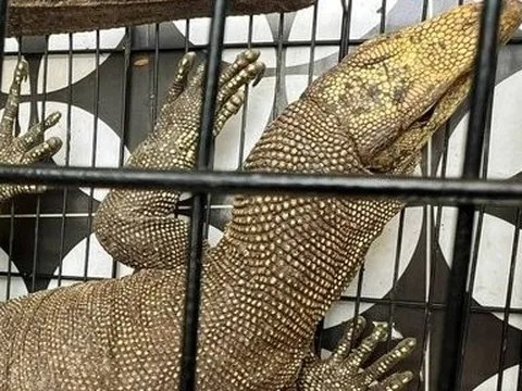 Bắt được cá thể kỳ đà vân quý hiếm dọc bờ kinh thành Huế