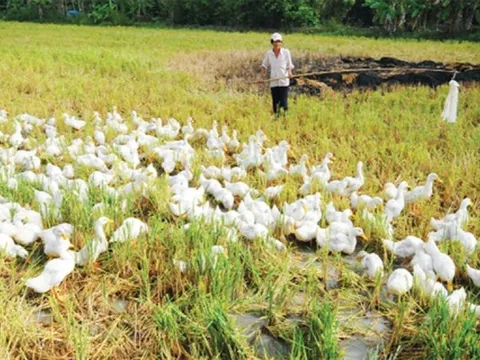 Khởi tố vụ dùng gậy “trấn áp” làm 101 con vịt chết