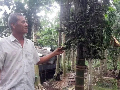 Trồng cau xuất khẩu, mô hình cho thu nhập gần nửa tỉ đồng/năm