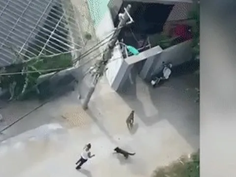 Xô xát với hàng xóm, thả chó dữ sang cắn trả thù
