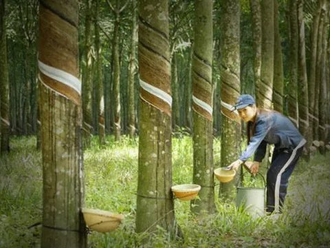 BVSC: Cao su Phước Hòa (PHR) có thể được hưởng 3.400 tỷ lợi nhuận từ cả vòng đời VSIP 3, đang ấp ủ phát triển 3 dự án quy mô 3.000ha