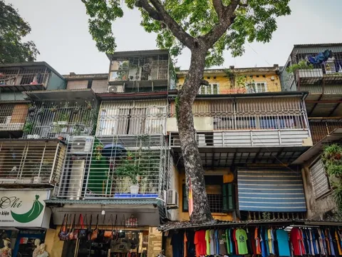 Hà Nội: Kỳ lạ những cây cổ thụ mọc giữa đường, thậm chí xuyên thủng nhà