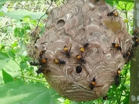 Người đàn ông bị ong đốt tử vong trong rừng