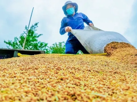 Thị trường nông sản tuần qua: Giá lúa biến động trái chiều