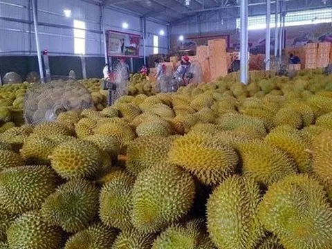 Đắk Lắk: Họp báo chuẩn bị tổ chức lễ hội nâng tầm cây sầu riêng