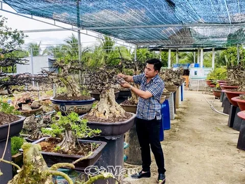 9X miền Tây kinh doanh phôi mai vàng, mỗi năm thu hàng trăm triệu đồng