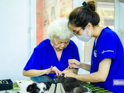 Phòng khám châm cứu cho chó mèo miễn phí của bà giáo 90 tuổi
