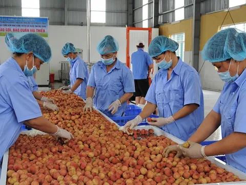 Tìm công nghệ bảo quản để tăng giá trị vải thiều