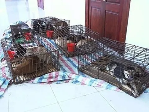 Triệt phá ổ nhóm siêu “cẩu tặc” chuyên nghiệp mỗi đêm trộm 100 con chó