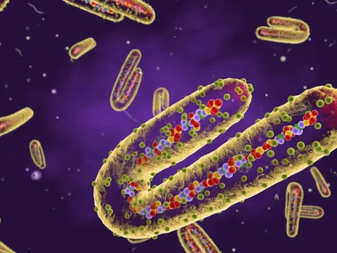 WHO ghi nhận virus gây bệnh mới, tỷ lệ tử vong lên tới 88%: Triệu chứng cần chú ý là gì?