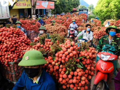 Vụ vải thiều Bắc Giang năm nay đạt doanh thu trên 6.780 tỷ đồng