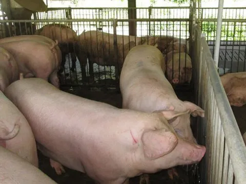 Giá heo hơi sắp chạm mốc 80.000 đồng/kg, người chăn nuôi thận trọng tái đàn