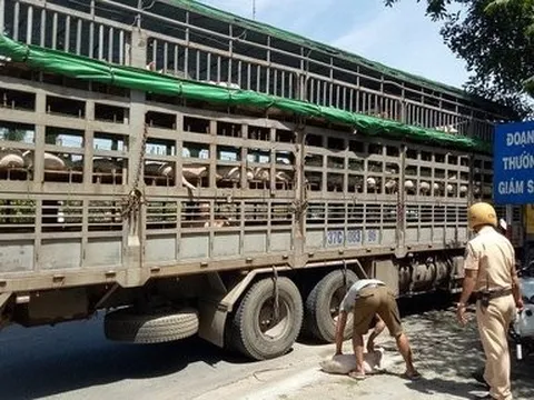 Yêu cầu xử lý nghiêm vận chuyển lợn trái phép qua biên giới