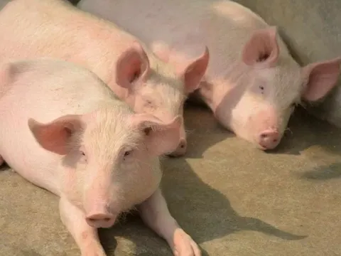 Doanh nghiệp nuôi heo nửa đầu năm: Áp lực giá thức ăn tăng "ăn mòn" lợi nhuận Dabaco, MML, ngược lại HAGL vẫn lãi tốt nhờ tận dụng được chuối làm nguyên liệu