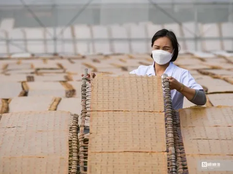 Bắc Giang: Cận cảnh sản xuất mỳ chũ Lục Ngạn từ gạo bao thai