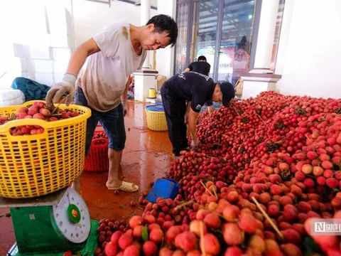 Yêu cầu giải quyết các khó khăn trong tiêu thụ nông sản
