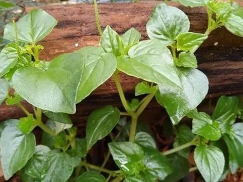 3 loại rau dại mọc đầy vườn ở Việt Nam nhưng là “thần dược” được săn đón ở nước ngoài