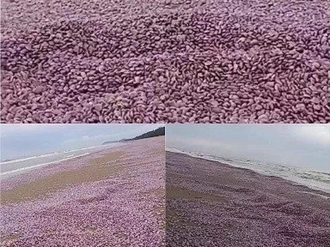 Thanh Hóa: Ngao trôi dạt vào biển Nghi Sơn