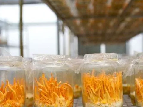 Đông trùng hạ thảo được nuôi cấy thế nào, vì sao phải đặc biệt 'tỉnh táo' khi mua?