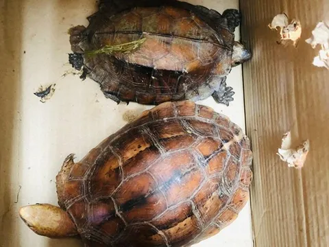 Quảng Trị: Khởi tố vụ mua bán 2 cá thể rùa quý hiếm