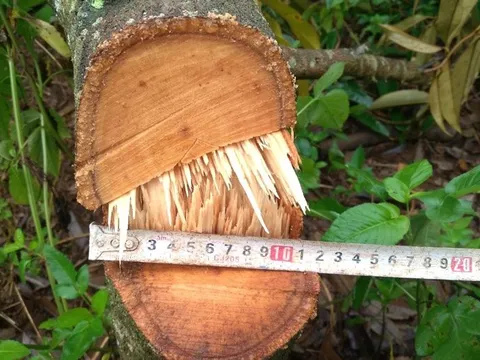 Lâm Đồng: Điều tra đối tượng chặt phá sầu riêng và cà phê của 2 hộ dân