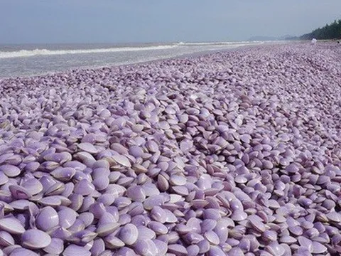 Nguyên nhân ban đầu khiến hàng tấn ngao chết trôi dạt vào bờ biển Thanh Hóa