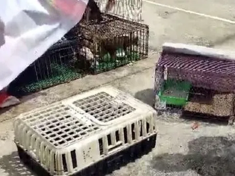 Tạm giam 7 đối tượng gây ra hàng loạt vụ trộm cắp “tiểu hổ”