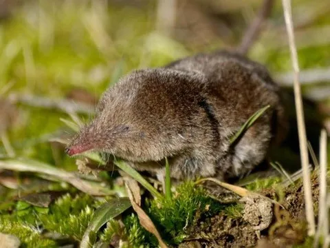 Trung Quốc phát hiện hàng chục người nhiễm virus Langya mới gây sốt nghiêm trọng