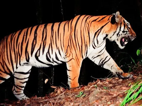 Đặt bẫy ảnh để xác minh thực hư hổ xuất hiện ở Phong Nha - Kẻ Bàng