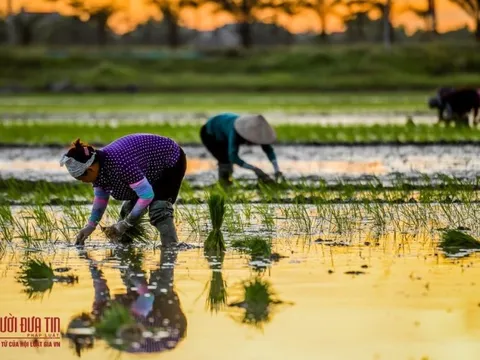 Long An: Làm rõ thẩm quyền chuyển mục đích sử dụng đất trồng lúa làm dự án