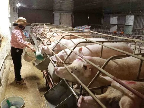 Chi phí đầu vào tăng cao, người nuôi heo e dè khi tái đàn