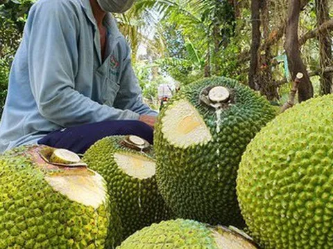 Giá mít Thái, dưa hấu, thanh long tăng vọt khi cửa khẩu phía Bắc hút hàng