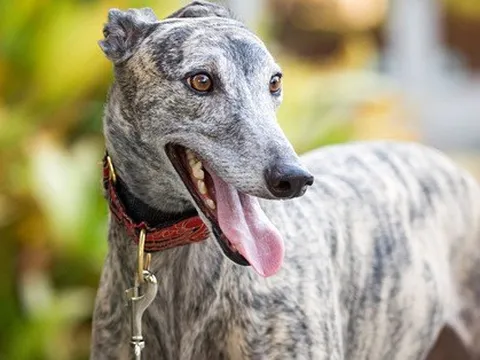 Một con chó ở Pháp bị nhiễm đậu mùa khỉ, nghi do người lây