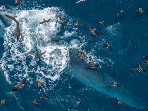 Khoảnh khắc tuyệt đẹp: Cá voi săn mồi ven biển Đề Gi, Bình Định