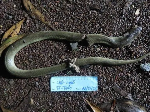 Dùng mẹo dân gian chữa rắn độc cắn, người đàn ông tại Bình Phước tử vong