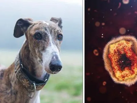 WHO cảnh báo virus đậu mùa khỉ đột biến nguy hiểm