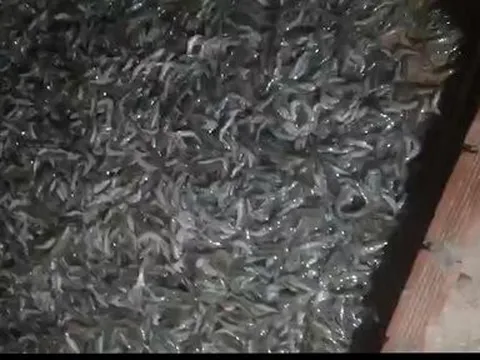 Cà Mau: Điều tra vụ tôm bất ngờ chết hàng loạt, nghi bị đầu độc