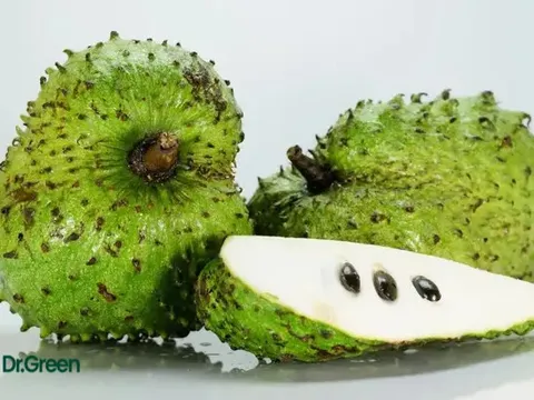 Loại quả gai góc xấu xí nhưng là ‘vua’ ngừa ung thư: Tốt nhưng phải dùng cẩn trọng