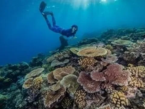 Công nghệ học sâu của Dell hỗ trợ bảo vệ rạn san hô