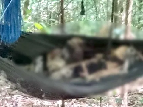 Tá hoả phát hiện 2 thi thể chỉ còn xương trên võng trong rừng