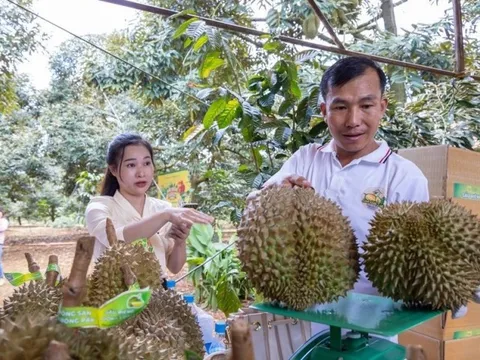 Lễ hội sầu riêng Krông Pắk lần thứ I thành công vượt mong đợi