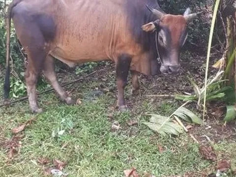 Người phụ nữ bị bò húc chết thương tâm