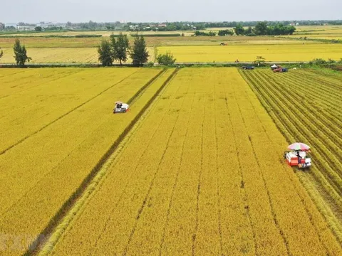 Một sản phẩm nông nghiệp của Việt Nam xuất khẩu cao kỷ lục, đạt 2 tỷ USD trong 7 tháng