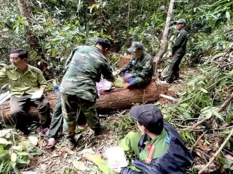 Kon Tum: Điều tra vụ phá rừng quy mô lớn ở huyện Sa Thầy